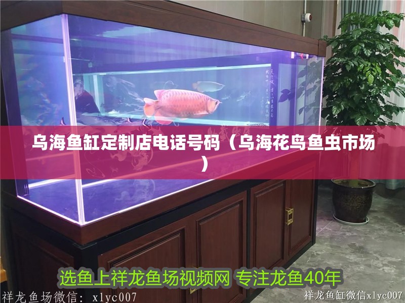 烏海魚缸定制店電話號碼（烏海花鳥魚蟲市場）