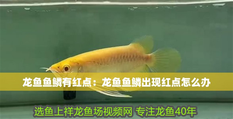 龍魚魚鱗有紅點：龍魚魚鱗出現紅點怎么辦