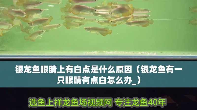 銀龍魚(yú)眼睛上有白點(diǎn)是什么原因（銀龍魚(yú)有一只眼睛有點(diǎn)白怎么辦_）