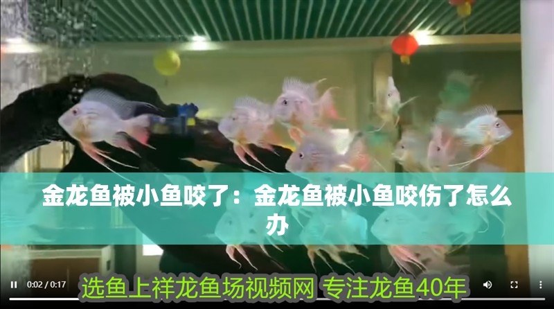 金龍魚被小魚咬了：金龍魚被小魚咬傷了怎么辦
