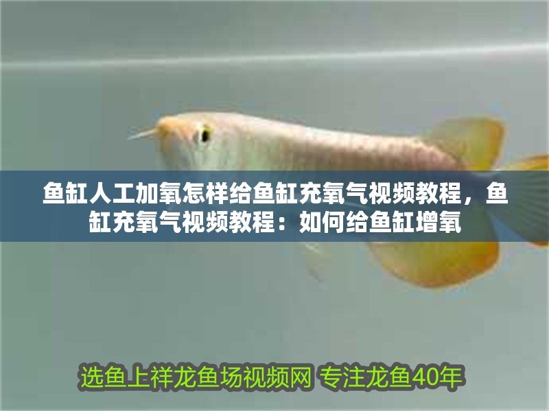 魚缸人工加氧怎樣給魚缸充氧氣視頻教程，魚缸充氧氣視頻教程：如何給魚缸增氧