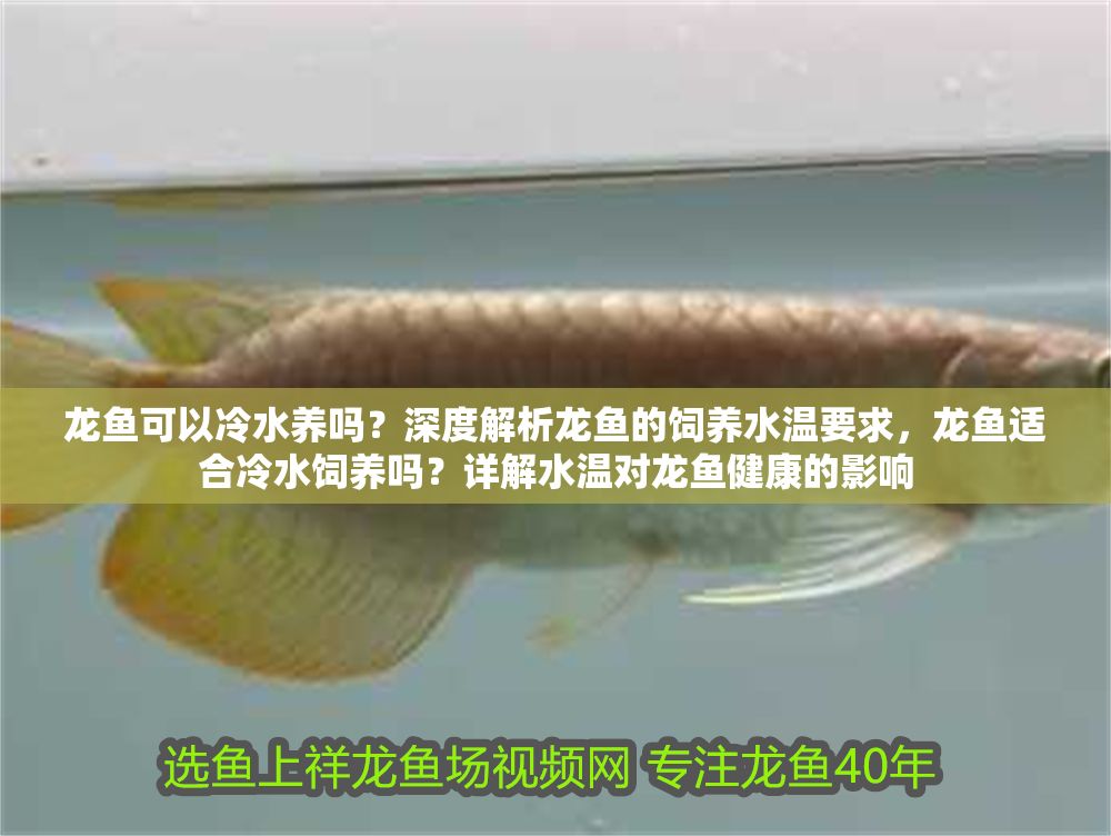 龍魚可以冷水養嗎？深度解析龍魚的飼養水溫要求，龍魚適合冷水飼養嗎？詳解水溫對龍魚健康的影響