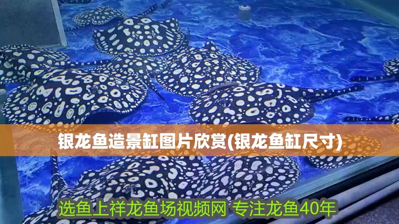 銀龍魚造景缸圖片欣賞(銀龍魚缸尺寸) 銀龍魚造景缸圖片欣賞(銀龍魚缸尺寸) 銀龍魚百科