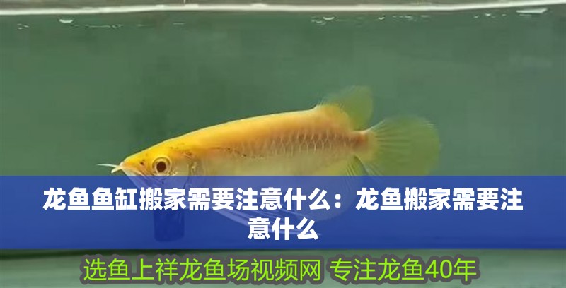 龍魚魚缸搬家需要注意什么：龍魚搬家需要注意什么