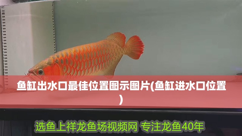 魚缸出水口最佳位置圖示圖片(魚缸進(jìn)水口位置)