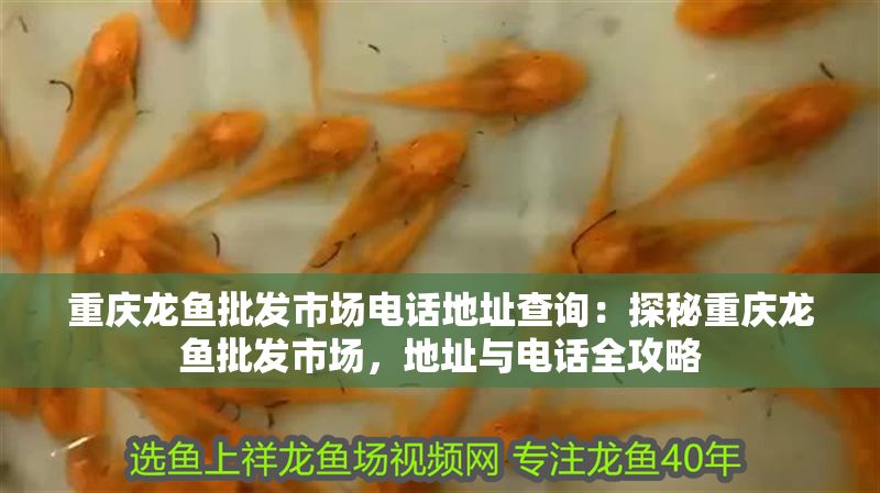 重慶龍魚批發(fā)市場電話地址查詢：探秘重慶龍魚批發(fā)市場，地址與電話全攻略