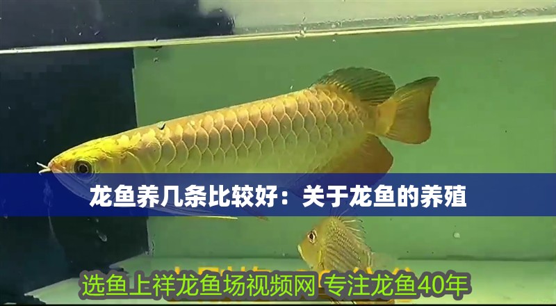 龍魚養幾條比較好：關于龍魚的養殖