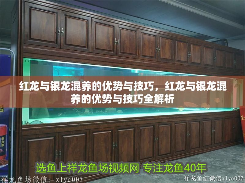 紅龍與銀龍混養(yǎng)的優(yōu)勢與技巧，紅龍與銀龍混養(yǎng)的優(yōu)勢與技巧全解析