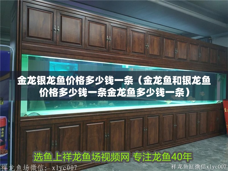 金龍銀龍魚價格多少錢一條（金龍魚和銀龍魚價格多少錢一條金龍魚多少錢一條）
