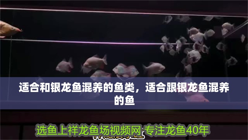 適合和銀龍魚混養(yǎng)的魚類，適合跟銀龍魚混養(yǎng)的魚