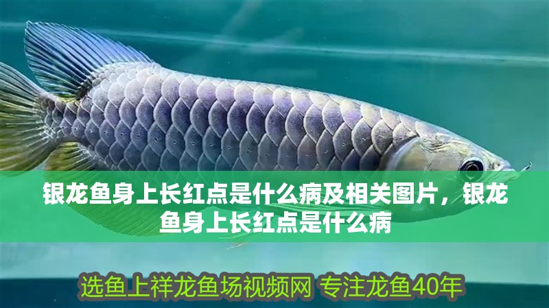 銀龍魚身上長紅點是什么病及相關圖片，銀龍魚身上長紅點是什么病