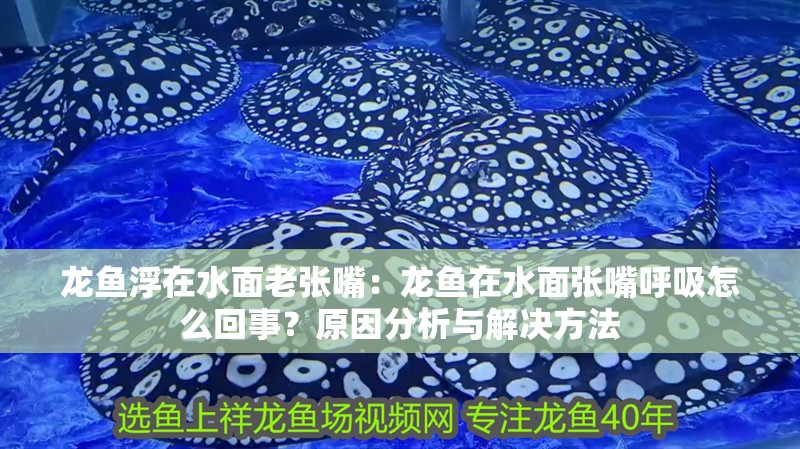 龍魚浮在水面老張嘴：龍魚在水面張嘴呼吸怎么回事？原因分析與解決方法