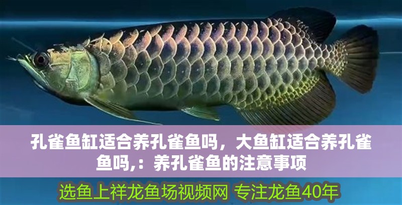 孔雀魚缸適合養孔雀魚嗎，大魚缸適合養孔雀魚嗎,：養孔雀魚的注意事項