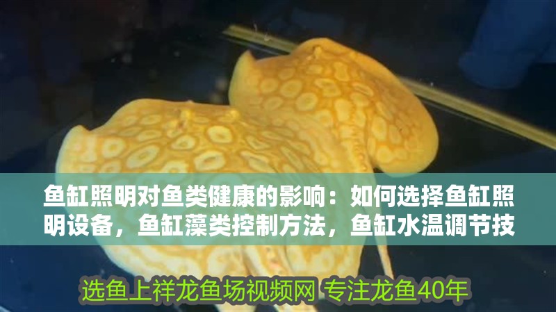 魚缸照明對魚類健康的影響：如何選擇魚缸照明設(shè)備，魚缸藻類控制方法，魚缸水溫調(diào)節(jié)技巧