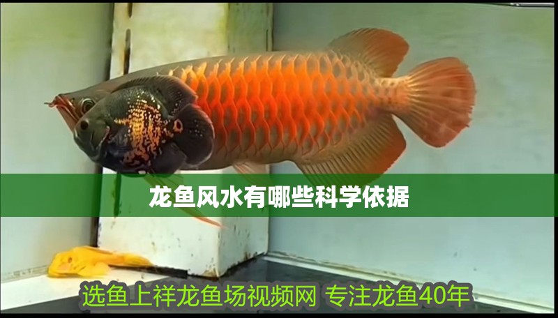 龍魚風水有哪些科學依據
