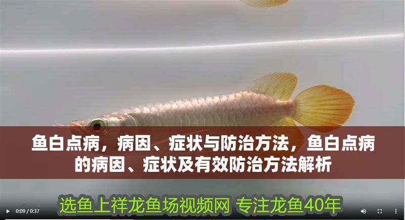 魚白點病，病因、癥狀與防治方法，魚白點病的病因、癥狀及有效防治方法解析