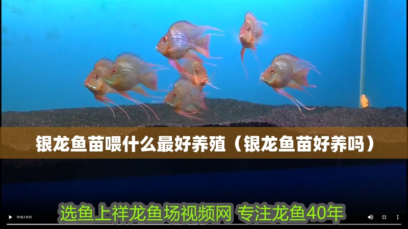 銀龍魚苗喂什么最好養殖（銀龍魚苗好養嗎）