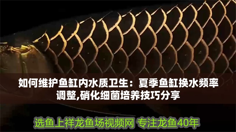 如何維護(hù)魚缸內(nèi)水質(zhì)衛(wèi)生：夏季魚缸換水頻率調(diào)整,硝化細(xì)菌培養(yǎng)技巧分享