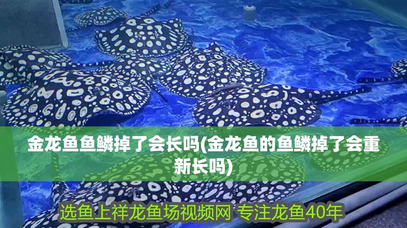 金龍魚(yú)魚(yú)鱗掉了會(huì)長(zhǎng)嗎(金龍魚(yú)的魚(yú)鱗掉了會(huì)重新長(zhǎng)嗎)
