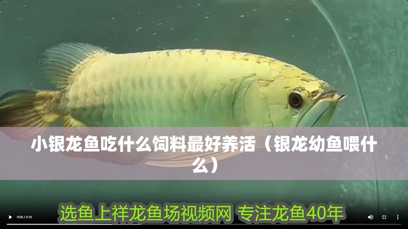 小銀龍魚吃什么飼料最好養(yǎng)活（銀龍幼魚喂什么）