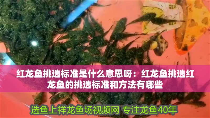 紅龍魚挑選標準是什么意思呀：紅龍魚挑選紅龍魚的挑選標準和方法有哪些