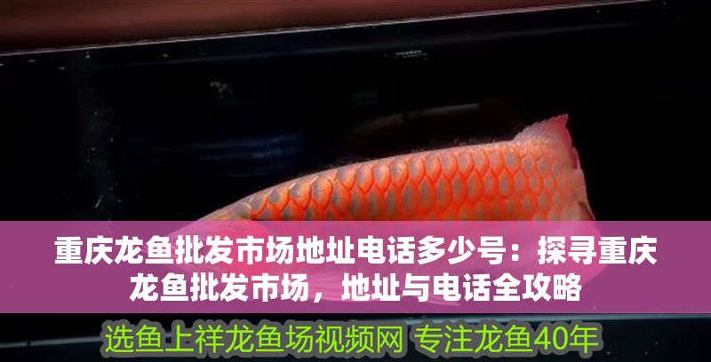 重慶龍魚批發市場地址電話多少號：探尋重慶龍魚批發市場，地址與電話全攻略