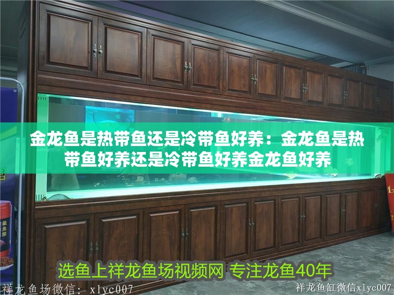 金龍魚是熱帶魚還是冷帶魚好養：金龍魚是熱帶魚好養還是冷帶魚好養金龍魚好養