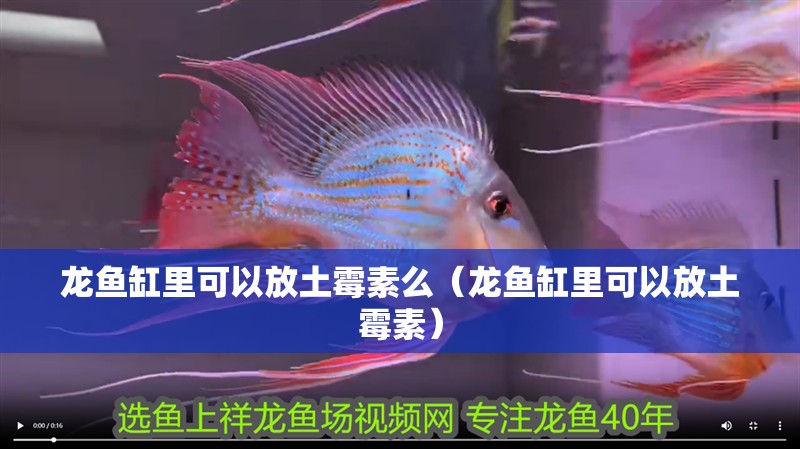 龍魚缸里可以放土霉素么（龍魚缸里可以放土霉素）