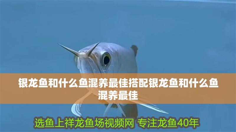 銀龍魚和什么魚混養最佳搭配銀龍魚和什么魚混養最佳
