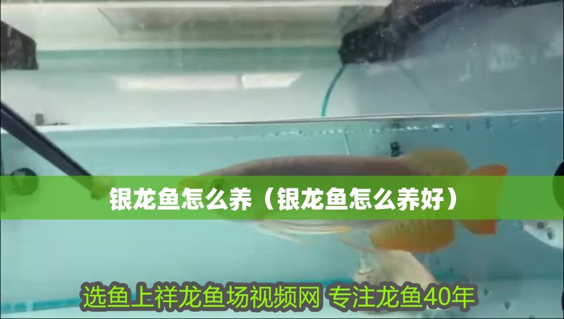 銀龍魚怎么養(yǎng)（銀龍魚怎么養(yǎng)好）