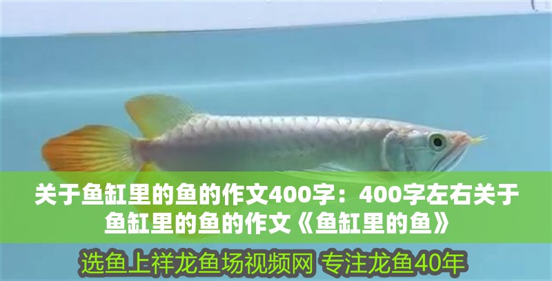 關于魚缸里的魚的作文400字：400字左右關于魚缸里的魚的作文《魚缸里的魚》