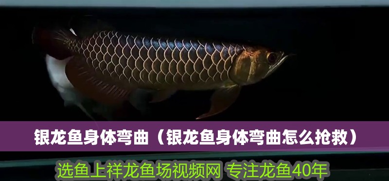 銀龍魚身體彎曲（銀龍魚身體彎曲怎么搶救）
