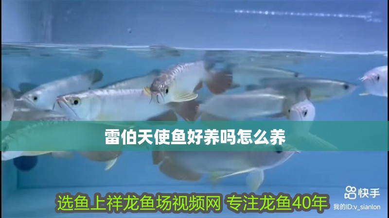 雷伯天使魚好養嗎怎么養
