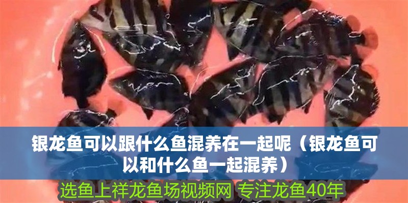 銀龍魚可以跟什么魚混養在一起呢（銀龍魚可以和什么魚一起混養）