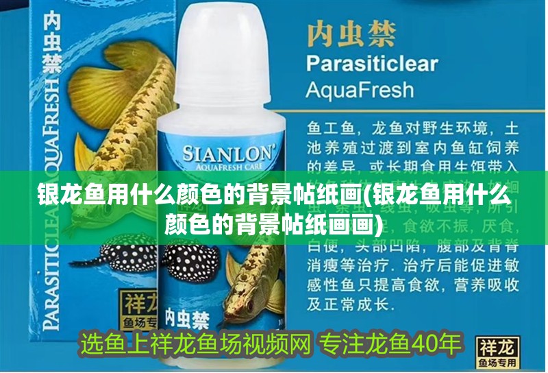 銀龍魚用什么顏色的背景帖紙畫(銀龍魚用什么顏色的背景帖紙畫畫)