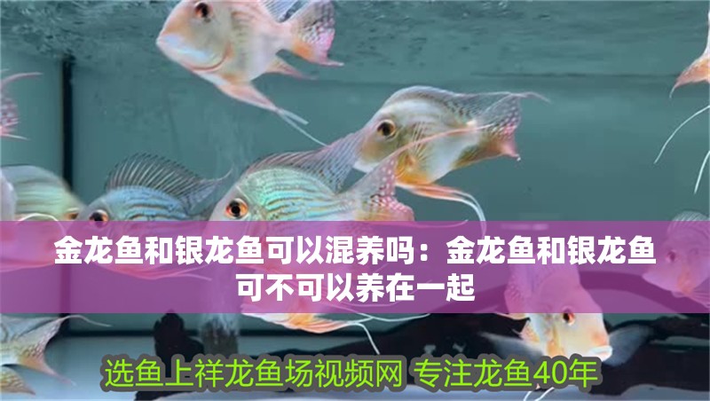 金龍魚和銀龍魚可以混養嗎：金龍魚和銀龍魚可不可以養在一起