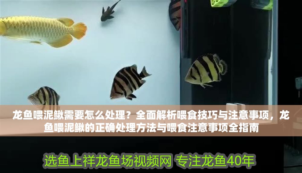 龍魚喂泥鰍需要怎么處理？全面解析喂食技巧與注意事項，龍魚喂泥鰍的正確處理方法與喂食注意事項全指南
