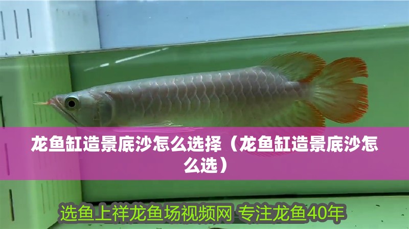 龍魚缸造景底沙怎么選擇（龍魚缸造景底沙怎么選）