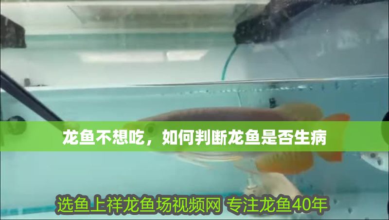 龍魚不想吃，如何判斷龍魚是否生病