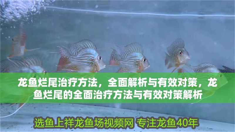 龍魚爛尾治療方法，全面解析與有效對策，龍魚爛尾的全面治療方法與有效對策解析