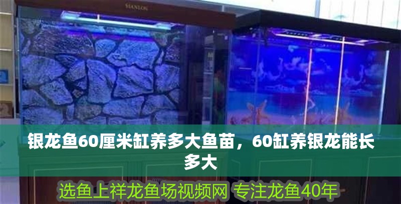 銀龍魚60厘米缸養(yǎng)多大魚苗，60缸養(yǎng)銀龍能長多大