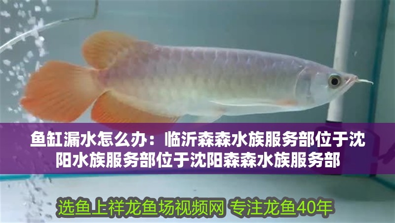 魚缸漏水怎么辦：臨沂森森水族服務部位于沈陽水族服務部位于沈陽森森水族服務部