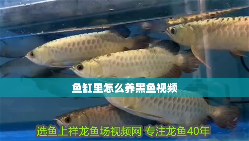 魚缸里怎么養黑魚視頻