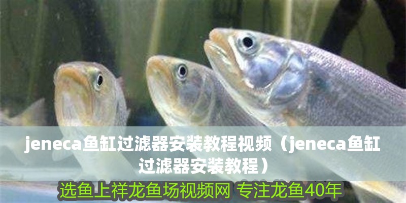 jeneca魚缸過濾器安裝教程視頻（jeneca魚缸過濾器安裝教程）