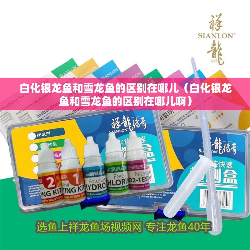 白化銀龍魚和雪龍魚的區別在哪兒（白化銀龍魚和雪龍魚的區別在哪兒啊）