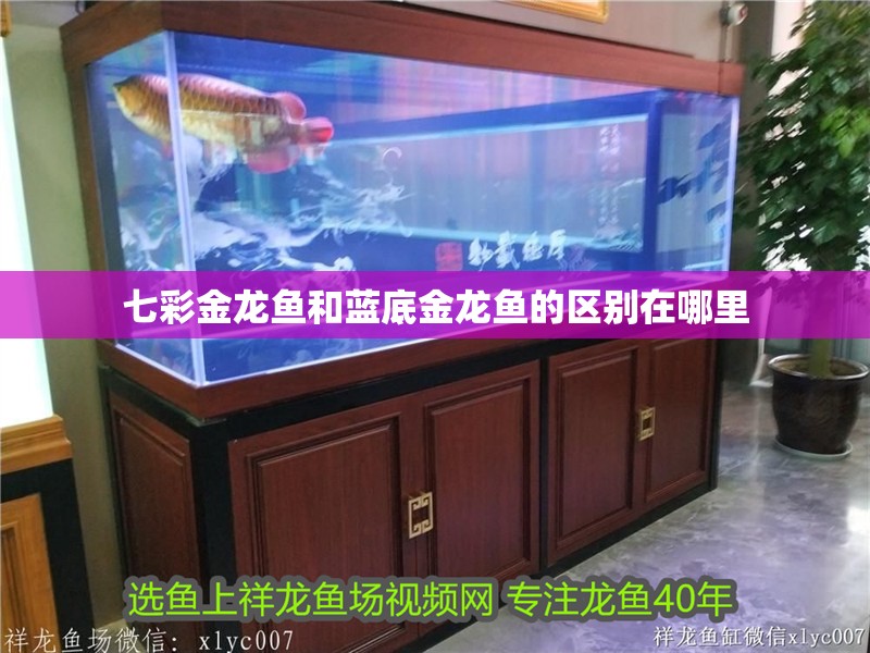 七彩金龍魚和藍底金龍魚的區別在哪里