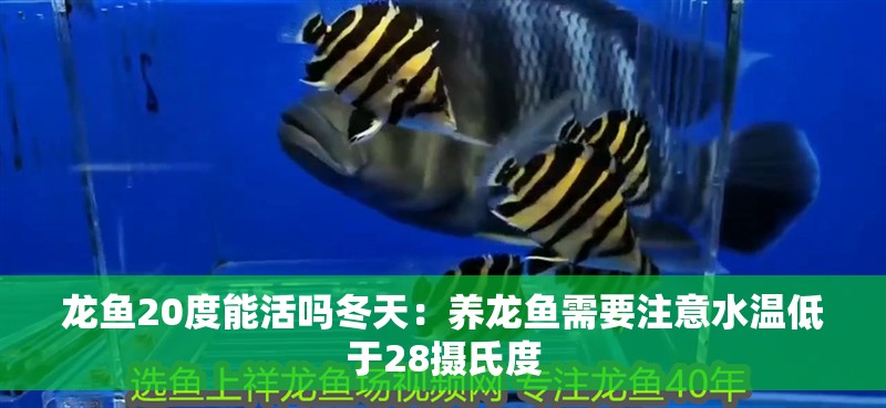 龍魚20度能活嗎冬天：養(yǎng)龍魚需要注意水溫低于28攝氏度