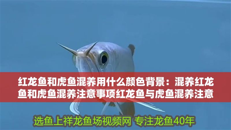 紅龍魚和虎魚混養用什么顏色背景：混養紅龍魚和虎魚混養注意事項紅龍魚與虎魚混養注意事項