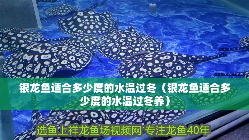 銀龍魚適合多少度的水溫過冬（銀龍魚適合多少度的水溫過冬養(yǎng)）