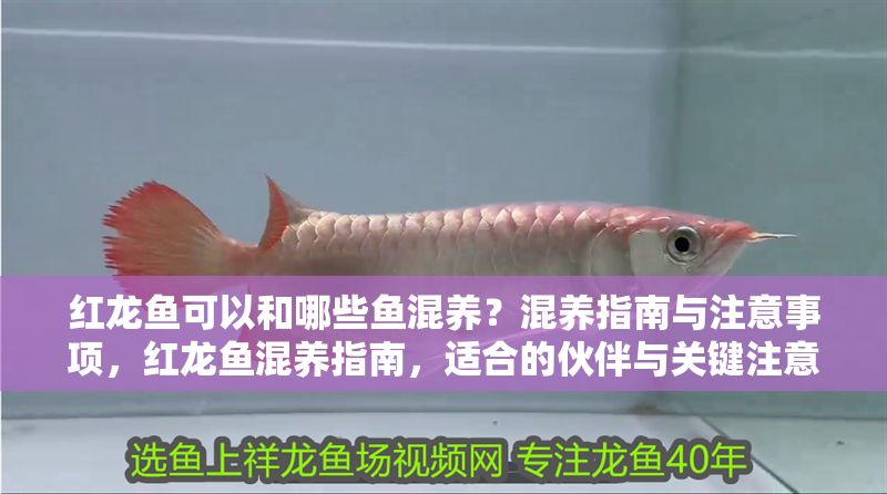 紅龍魚可以和哪些魚混養？混養指南與注意事項，紅龍魚混養指南，適合的伙伴與關鍵注意事項